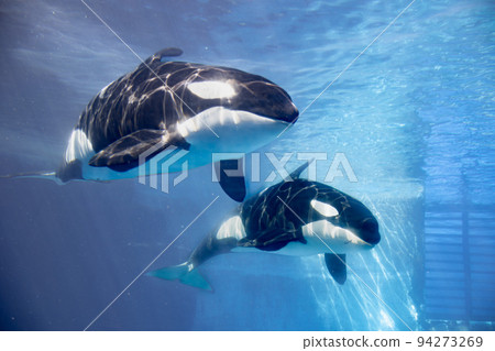 愛知名古屋港水族館游泳虎鯨 94273269