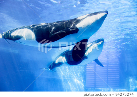 愛知名古屋港水族館游泳虎鯨 94273274