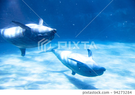 Aichi Port of Nagoya Public Aquarium Bottlenose dolphin parent and child 94273284