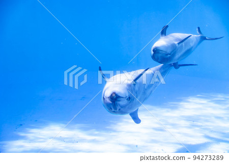 Aichi Port of Nagoya Public Aquarium Bottlenose dolphin parent and child 94273289