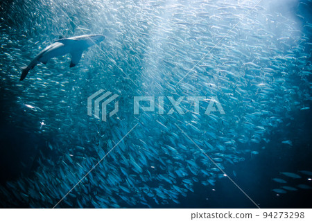 Aichi Nagoya Port Aquarium Sardine Tornado and Shark 94273298