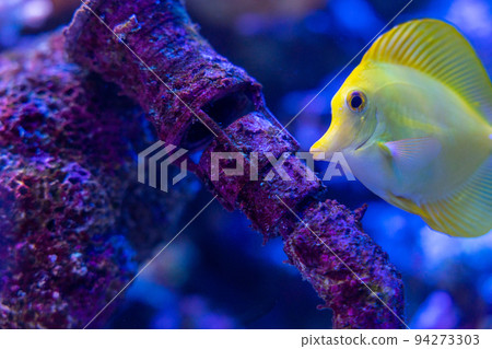 愛知名古屋港水族館熱帶魚水族館 愛知名古屋港水族館熱帶魚水族館 94273303
