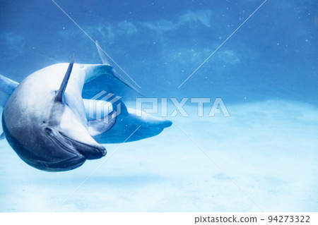 Aichi Port of Nagoya Public Aquarium Swimming bottlenose dolphin parent and child 94273322