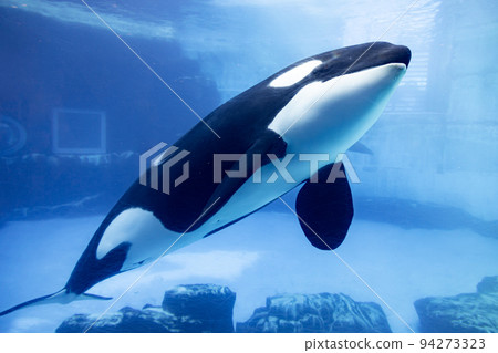 Aichi Port of Nagoya Public Aquarium killer whale 94273323