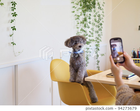 A woman who takes a picture of her dog with a smartphone Toy Poodle Home time SNS posting 94273679