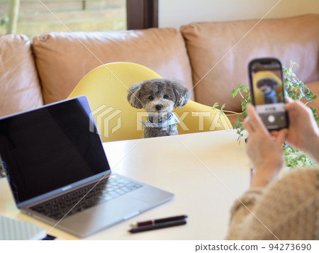 A woman who takes a picture of her dog with a smartphone Toy Poodle Home time SNS posting 94273690
