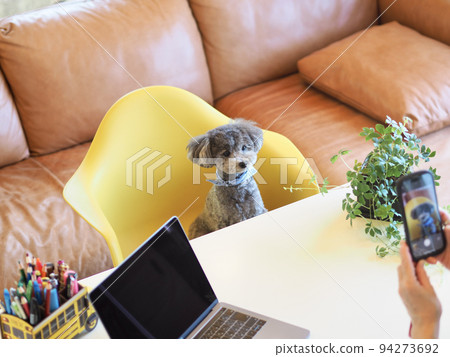 A woman who takes a picture of her dog with a smartphone Toy Poodle Home time SNS posting 94273692