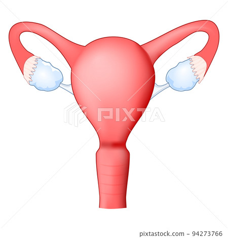 Female reproductive system. uterus Female reproductive system. uterus 94273766
