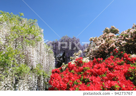 足利花公園紫藤花 94273767