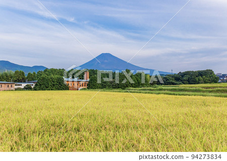 (靜岡縣)金色梯田上的富士山 (靜岡縣)金色梯田上的富士山 94273834