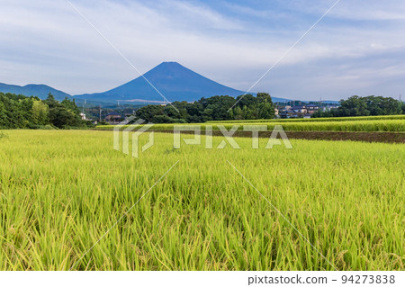 (Shizuoka Prefecture) Mt. Fuji over the golden rice terraces 94273838