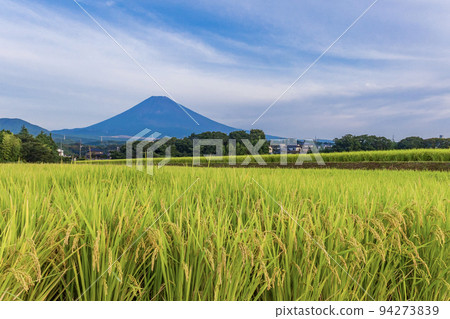 (Shizuoka Prefecture) Mt. Fuji over the golden rice terraces 94273839
