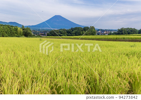 (Shizuoka Prefecture) Mt. Fuji over the golden rice terraces 94273842