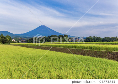(Shizuoka Prefecture) Mt. Fuji over the golden rice terraces 94273843