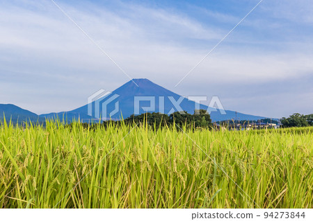 (Shizuoka Prefecture) Mt. Fuji over the golden rice terraces 94273844