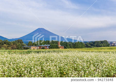 (Shizuoka Prefecture) Mt. Fuji over the golden rice terraces 94273848