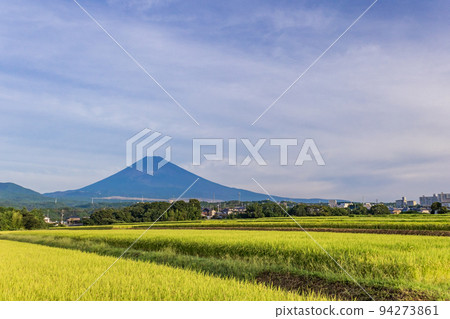 (Shizuoka Prefecture) Mt. Fuji over the golden rice terraces 94273861