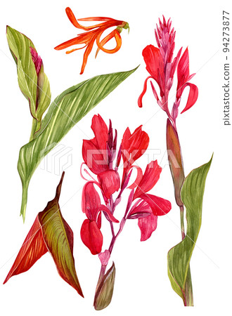 A set of watercolor illustrations of a canna lily flower. Set of illustrations with tropical flowers and leaves for background, texture, wrapper pattern, frame or border. 94273877