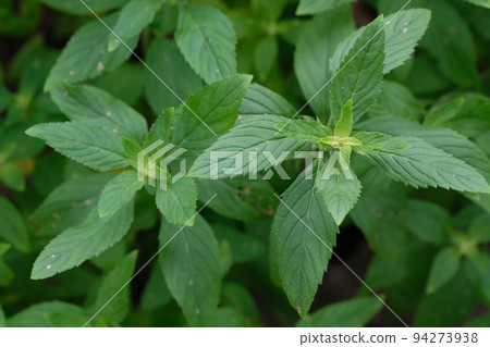 日本薄荷葉特寫 94273938