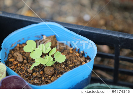 Chinese cabbage buds sprouting in pots 94274346