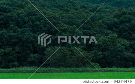 forest forest 94274479