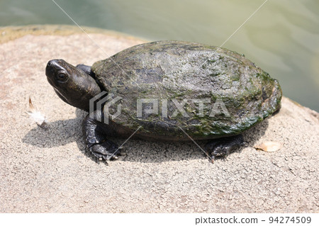 wild turtles basking in the sun wild turtles basking in the sun 94274509