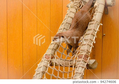 otter at play 94274606