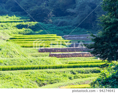 栃木縣茂木町收割附近的北關東地區石畑梯田的收穫風光 94274641
