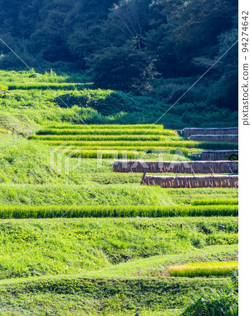 栃木縣茂木町收割附近的北關東地區石畑梯田的收穫風光 94274642
