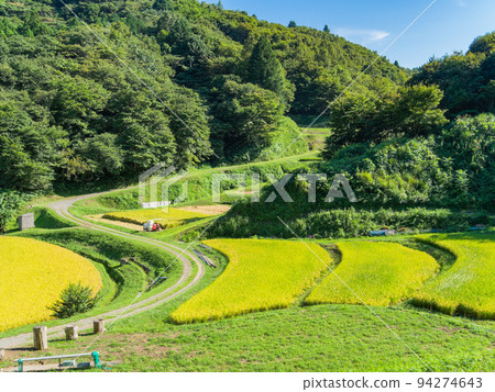 栃木縣茂木町收割附近的北關東地區石畑梯田的收穫風光 94274643
