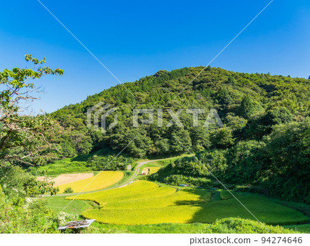 栃木縣茂木町收割附近的北關東地區石畑梯田的收穫風光 94274646