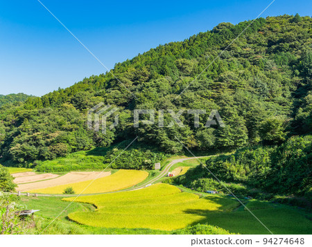 栃木縣茂木町收割附近的北關東地區石畑梯田的收穫風光 94274648