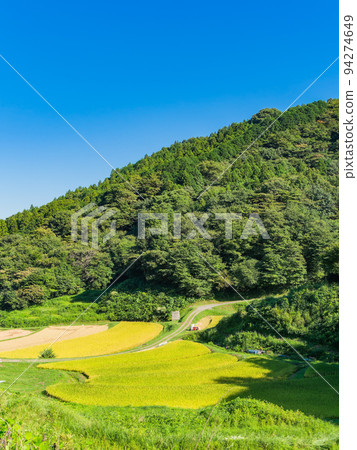 栃木縣茂木町收割附近的北關東地區石畑梯田的收穫風光 94274649