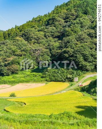 栃木縣茂木町收割附近的北關東地區石畑梯田的收穫風光 栃木縣茂木町收割附近的北關東地區石畑梯田的收穫風光 94274651