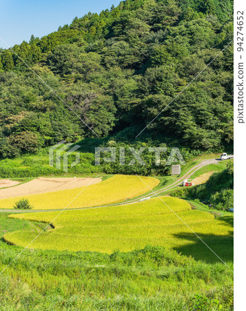栃木縣茂木町收割附近的北關東地區石畑梯田的收穫風光 94274652