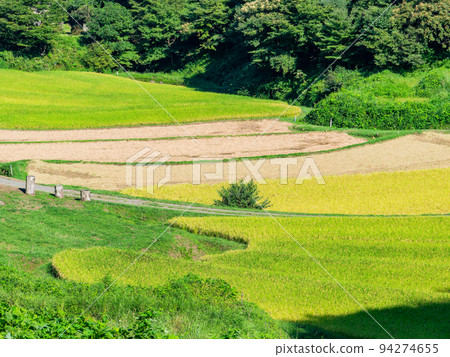 栃木縣茂木町收割附近的北關東地區石畑梯田的收穫風光 94274655