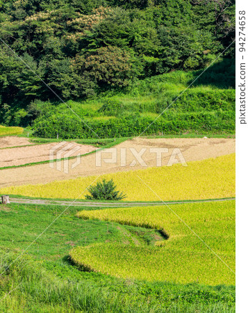 栃木縣茂木町收割附近的北關東地區石畑梯田的收穫風光 栃木縣茂木町收割附近的北關東地區石畑梯田的收穫風光 94274658