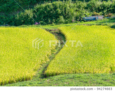 栃木縣茂木町收割附近的北關東地區石畑梯田的收穫風光 94274663