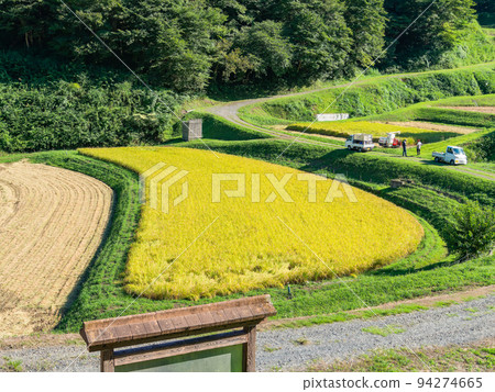 栃木縣茂木町收割附近的北關東地區石畑梯田的收穫風光 94274665