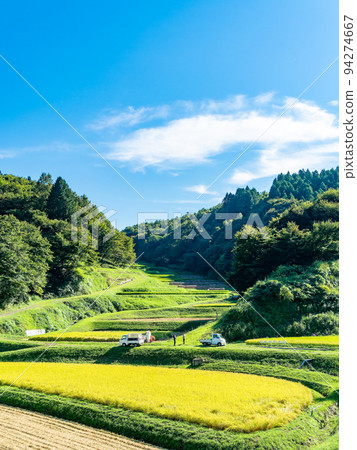 栃木縣茂木町收割附近的北關東地區石畑梯田的收穫風光 94274667