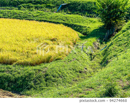 栃木縣茂木町收割附近的北關東地區石畑梯田的收穫風光 94274668