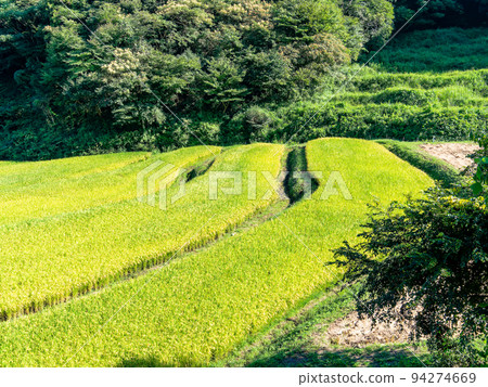 栃木縣茂木町收割附近的北關東地區石畑梯田的收穫風光 94274669