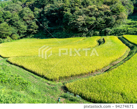 栃木縣茂木町收割附近的北關東地區石畑梯田的收穫風光 94274671