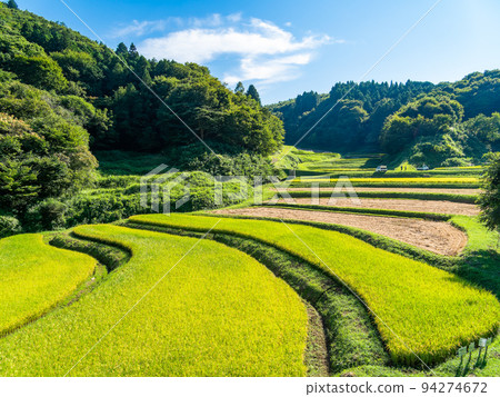 栃木縣茂木町收割附近的北關東地區石畑梯田的收穫風光 94274672