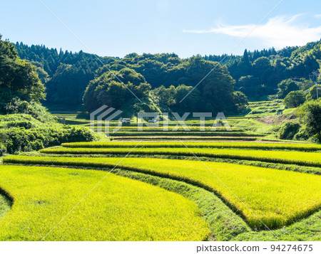 Harvest scenery in the northern Kanto region Ishihata terraced rice fields near harvest in Motegi-cho, Tochigi Prefecture Harvest scenery in the northern Kanto region Ishihata terraced rice fields near harvest in Motegi-cho, Tochigi Prefecture 94274675