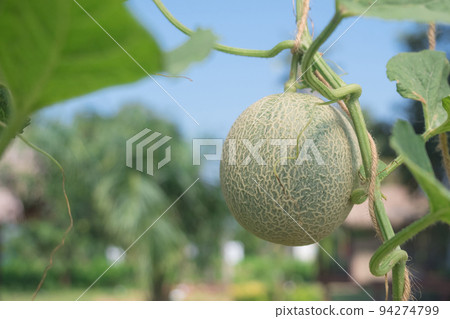 Green melons or cantaloupe melons plants growing in Organic Farm 94274799