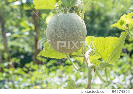 Green melons or cantaloupe melons plants growing in Organic Farm 94274803