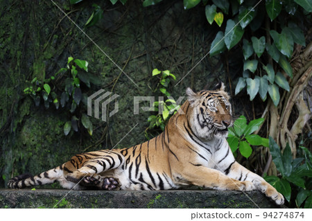 Close up Indochinese tiger is beautiful animal and dangerous Close up Indochinese tiger is beautiful animal and dangerous 94274874