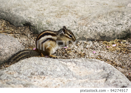 松鼠 松鼠 94274917