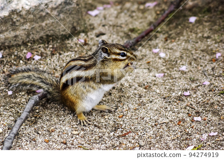 松鼠 松鼠 94274919